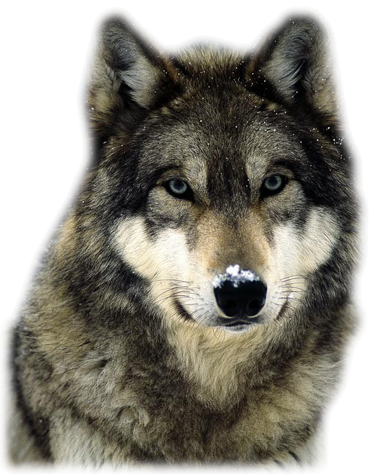 loup jusquademain centerblog